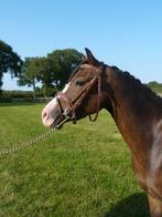 Shetland hoofdstel, Dieren en Toebehoren, Ophalen of Verzenden
