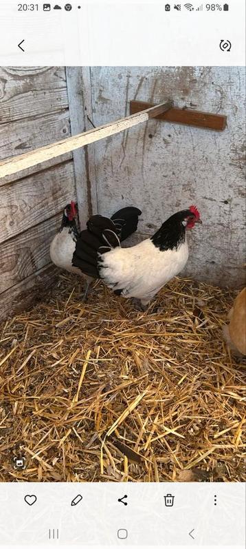 2 Lakenvelder Krielkippen  beschikbaar voor biedingen