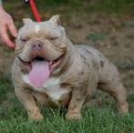 Exotic bully puppy's met ABKC stamboom EXTREEM MICRO, Particulier, Rabiës (hondsdolheid), 15 weken tot 1 jaar, Buitenland