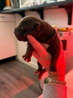 Old English bulldog xLabrador Pups Unieke kruising!, Dieren en Toebehoren, Honden | Dekreuen, Meerdere, Meerdere dieren, Nederland