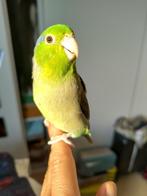 Jong Forpus mannetje, Dieren en Toebehoren, Vogels | Parkieten en Papegaaien, Mannelijk, Dwergpapegaai of Agapornis