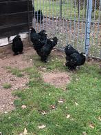 3 trio's brahma's zwart en bont, Meerdere dieren, Kip