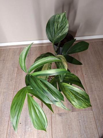 Philodendron Dragon Tail Variegata  beschikbaar voor biedingen