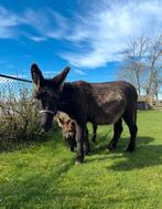 poitou ezel merrie, September, Vrouwelijk