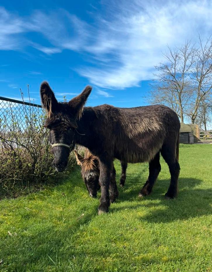 poitou ezel merrie, Dieren en Toebehoren, Overige Dieren, Vrouwelijk, September