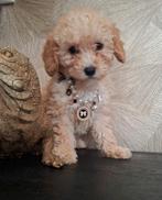 WIJ MOGEN VERHUIZEN 💞 Medium Australian labradoodle pups 💞, Parvo, Overige rassen, 8 tot 15 weken, Meerdere