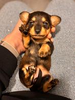 De allerliefste dwerg/kaninchen teckel pups, Dieren en Toebehoren, Honden | Teckels en Dashonden, Kaninchen, Rabiës (hondsdolheid)