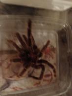 Vervellingen te koop, verschillende soorten en maten, Dieren en Toebehoren, Insecten en Spinnen, Bijen