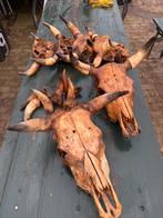 Stieren Schedels en Bull Skulls hoorns Taxidermy Decoratie, Verzamelen, Dierenverzamelingen, Ophalen of Verzenden, Zo goed als nieuw