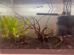 Aquarium, Dieren en Toebehoren, Ophalen of Verzenden, Zo goed als nieuw, Leeg aquarium