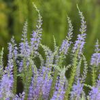 Zaden lange ereprijs (Veronica longifolia) - inheems, Ophalen of Verzenden, Voorjaar, Volle zon, Zaad