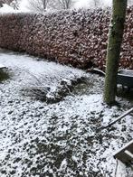 Bessenstruiken: pitloze appelbes en gewone vlier, Tuin en Terras, Ophalen of Verzenden, Overige soorten, Volle zon