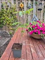 2x wisteria (blauwe regen), Ophalen, Volle zon, Vaste plant, Klimplanten