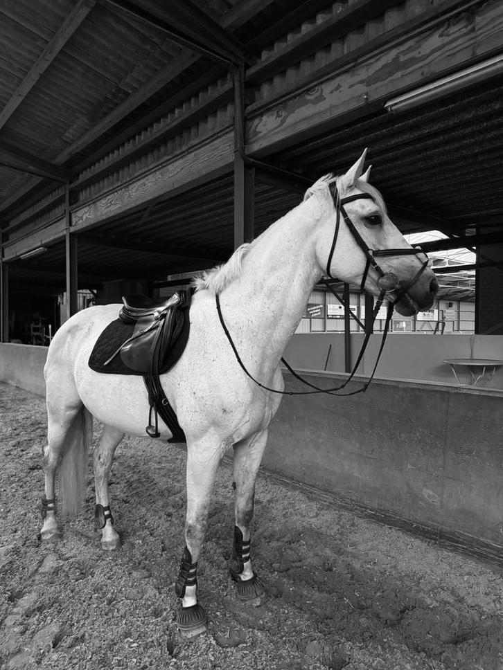 Lieve bwp merrie te koop, Dieren en Toebehoren, Paarden, Merrie, 160 tot 165 cm, 11 jaar of ouder, Recreatiepaard, Met stamboom