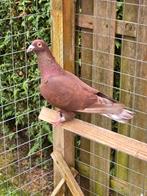 Postduiven duiven, Dieren en Toebehoren, Vogels | Duiven, Mannelijk, Postduif