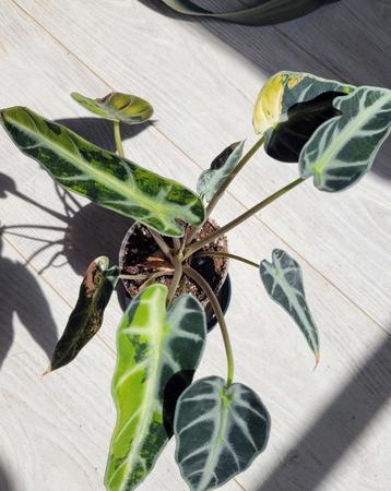 Alocasia bambino aurea knolletjes  beschikbaar voor biedingen