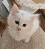 Ragdoll kitten (odd-eye), Dieren en Toebehoren, Kater, Ontwormd, 0 tot 2 jaar