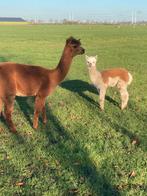 Merrie met veulen, Dieren en Toebehoren, Juli, Vrouwelijk