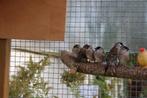Ceresamadines, Dieren en Toebehoren, Meerdere dieren, Geringd