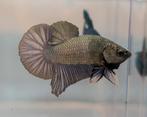 Betta Man Copper HMPK, Dieren en Toebehoren, Vissen | Aquariumvissen, Vis