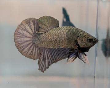 Betta Man Copper HMPK beschikbaar voor biedingen