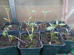 Cherry tomaten, Ophalen, Volle zon, Groenteplanten, Eenjarig