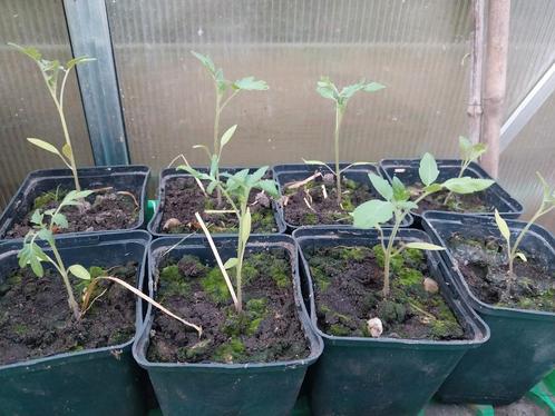 Cherry tomaten, Tuin en Terras, Planten | Tuinplanten, Eenjarig, Groenteplanten, Volle zon, Zomer, Ophalen