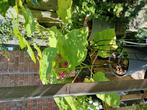 Anna paulowna boom, Tuin en Terras, Planten | Bomen, Ophalen, Volle zon, Overige soorten, Minder dan 100 cm