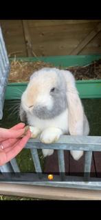 Gecastreerde franse hangoor 6 maanden oud, Mannelijk, Groot, Hangoor, 0 tot 2 jaar