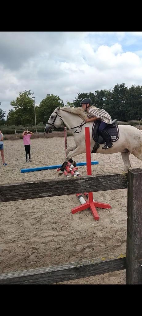 Verzorger/bijrijder aangeboden, Dieren en Toebehoren, Paarden en Pony's | Verzorgingsproducten, Ophalen of Verzenden