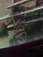 L46, L046, zebra pleco’s. Kweekgroep 13stuks, Vis, Zoetwatervis, Schoolvis