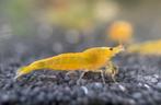 Yellow neon fire | Neocaridina citroën garnalen, Dieren en Toebehoren, Kreeft, Krab of Garnaal, Zoetwatervis