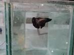 Betta splendens super delta kempvis man, Vis, Zoetwatervis