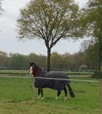 GEZOCHT! Kleine Pony in bruikleen ., Weidegang