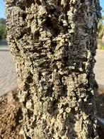 Kurkeik ( Quercus suber ) exclusief stamomtrek 80/100 cm, Tuin en Terras, Overige soorten, Zomer, 400 cm of meer, Ophalen