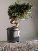 Pinus Thunbergii Senjyumaru pre Bonsai 15 jaar, Ophalen of Verzenden, Overige soorten, Halfschaduw