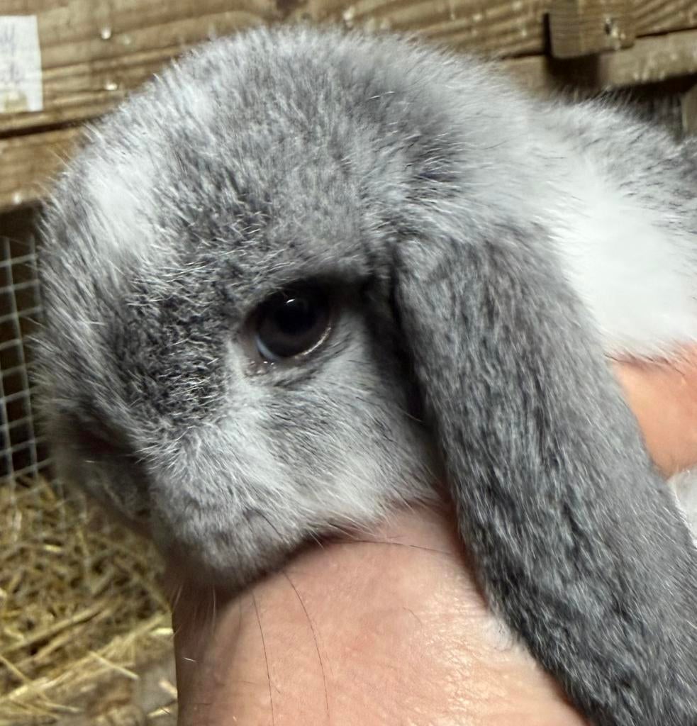 Nederlandse Hangoor Dwergkonijn/minilop, Dieren en Toebehoren, Konijnen, Vrouwelijk, Dwerg, Hangoor, 0 tot 2 jaar