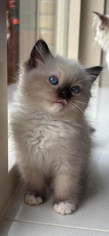 Prachtige Stamboom Ragdoll kittens ️ beschikbaar voor biedingen