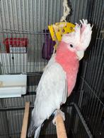 Rose Kaketoe te koop met kooi, Dieren en Toebehoren, Vogels | Parkieten en Papegaaien, Mannelijk, Papegaai, Pratend