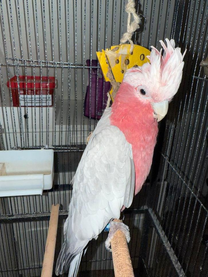 Rose Kaketoe te koop met kooi, Dieren en Toebehoren, Vogels | Parkieten en Papegaaien, Papegaai, Mannelijk, Pratend, Tam, Geringd