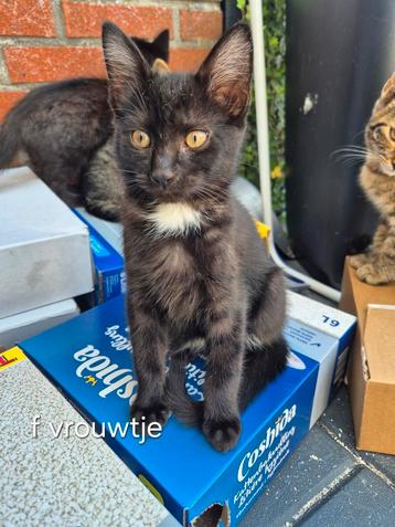 Lieve kittens te koop  beschikbaar voor biedingen