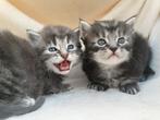 Maincoon kater Black Silver Tabby, Dieren en Toebehoren, Katten en Kittens | Overige Katten, Kater