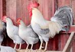 Gezocht isabel leghorn kriel haan., Dieren en Toebehoren, Pluimvee, Mannelijk, Kip