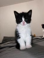 Kittens, 0 tot 2 jaar