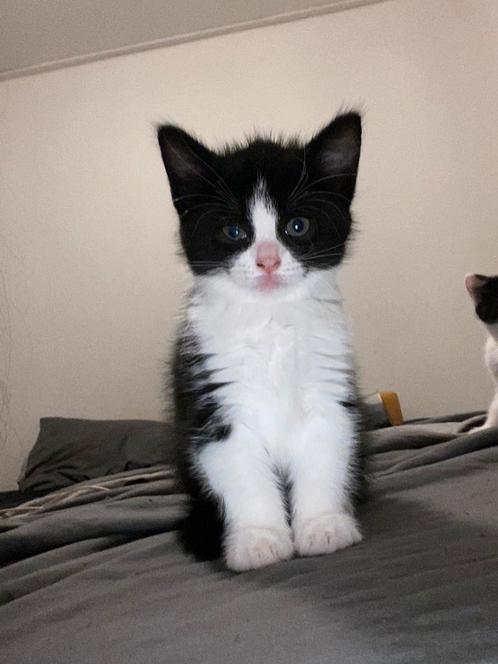 Kittens, Dieren en Toebehoren, Katten en Kittens | Dekkaters, 0 tot 2 jaar