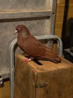 Postduif duivin, Dieren en Toebehoren, Vogels | Duiven
