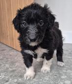 Bordoodle pups (F1) te koop!, Dieren en Toebehoren, 8 tot 15 weken, Parvo, Meerdere, Meerdere dieren