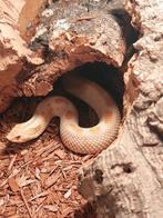 Haakneus conda het snow koppel, Dieren en Toebehoren, Reptielen en Amfibieën, Slang, Met terrarium, 0 tot 2 jaar