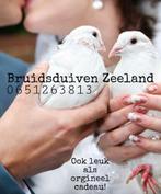 Witte duiven, Meerdere dieren, Postduif