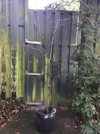 Haagbeuk boom, Overige soorten, Lente, 400 cm of meer, Ophalen